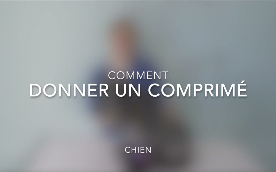 Comment donner un comprimé à un chien