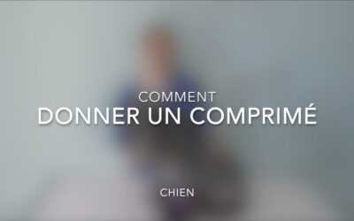 Comment donner un comprimé à un chien