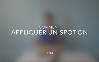 Comment appliquer Spot-On (Chat)