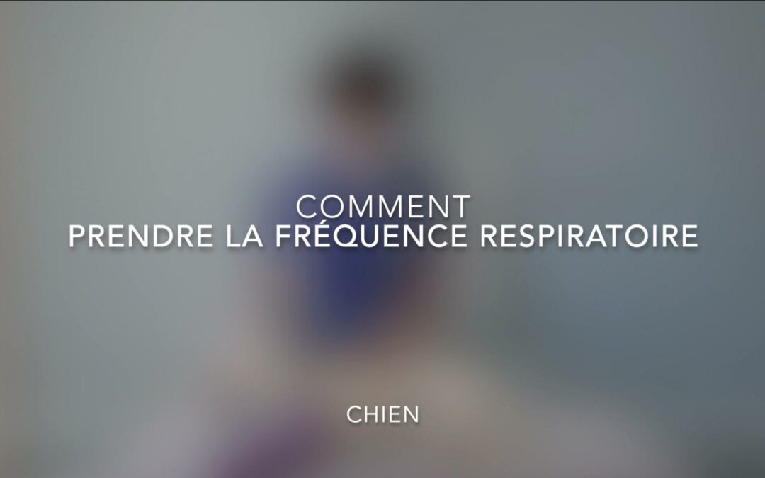 Comment prendre la fréquence respiratoire (Chien)