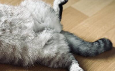 Vidéo Ventre Chat 6