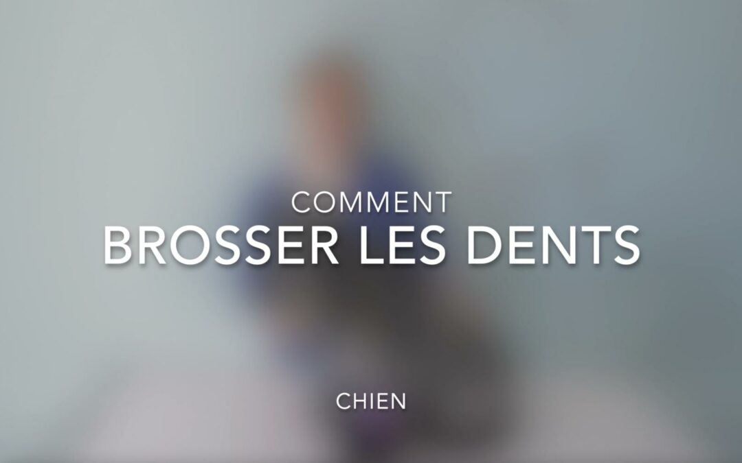 Comment brosser les dents d'un chien