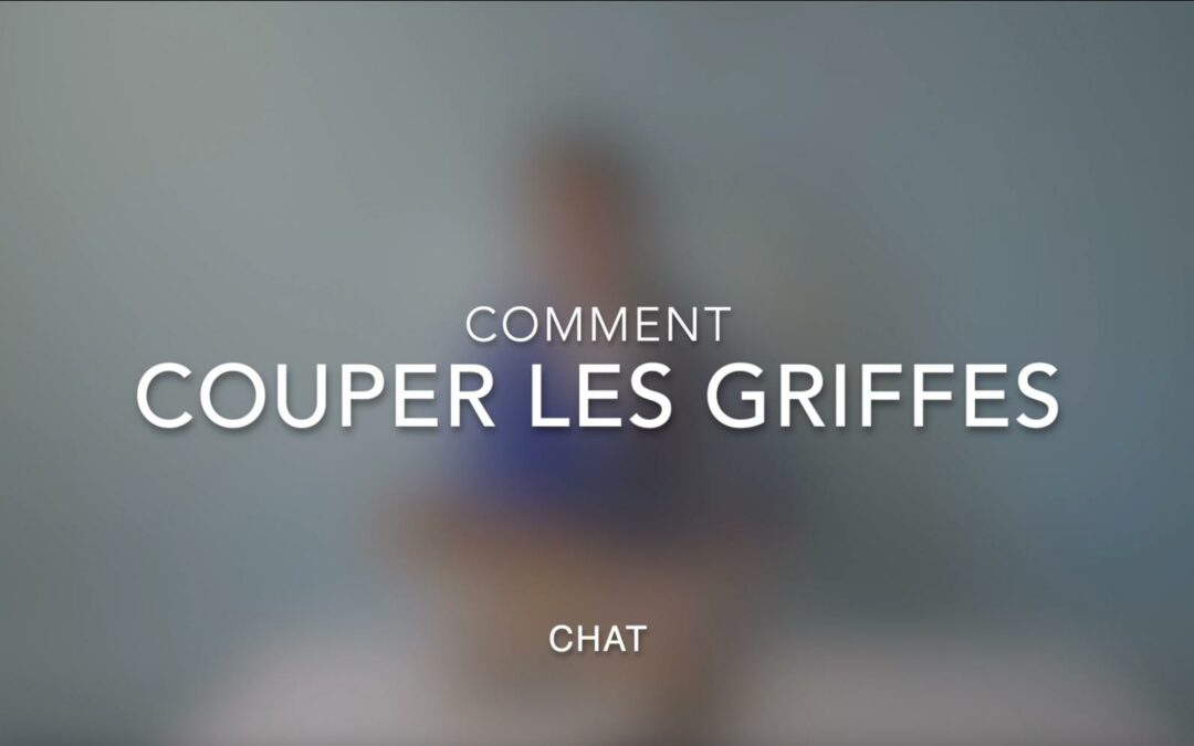 Comment couper les griffes d'un chat