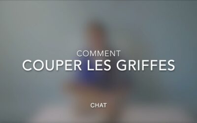 Comment couper griffes (chat)