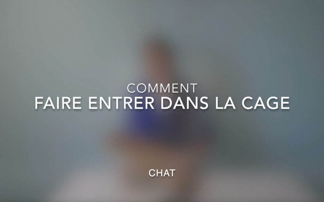 comment faire entrer dans cage