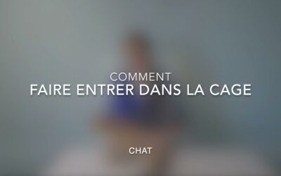Comment faire entrer dans la cage (chat)