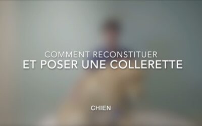 Poser et reconstituer une collerette (chien)