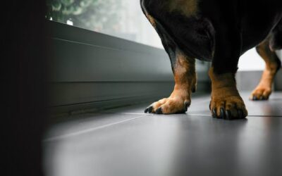 Vidéo Pattes chien 5