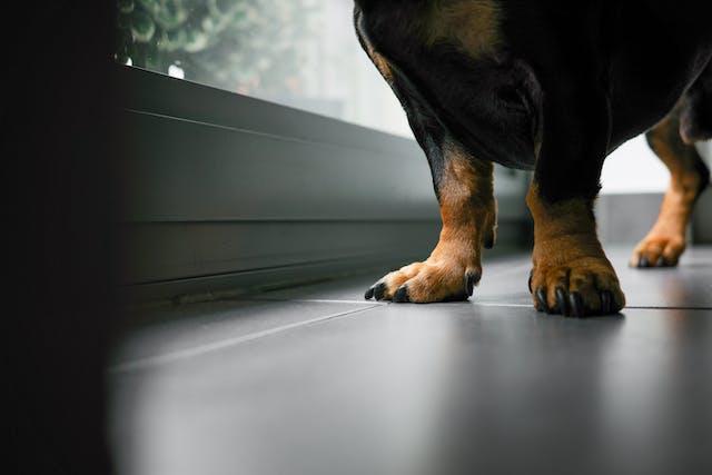 Vidéo Pattes chien 5