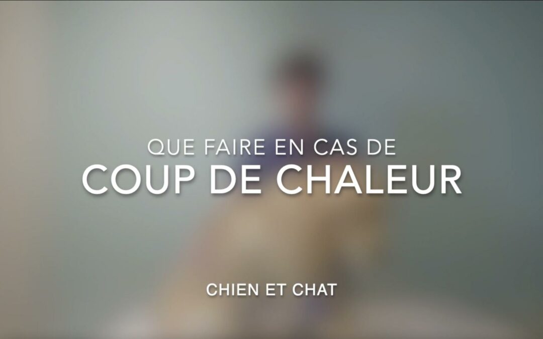 Que faire en cas de coup de chaleur (chien & chat)
