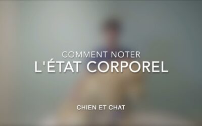 Comment évaluer l’état corporel  de son chien et de son chat ?