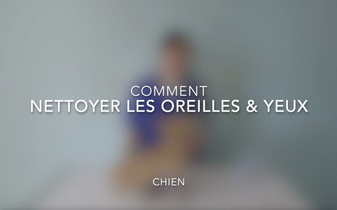 Comment nettoyer les oreilles & les yeux - chien
