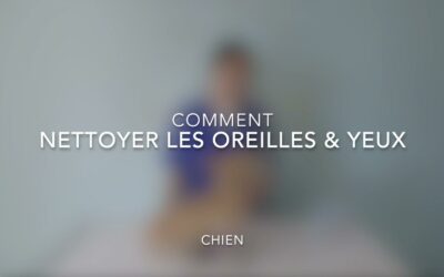 Comment nettoyer les oreilles & yeux (chien)