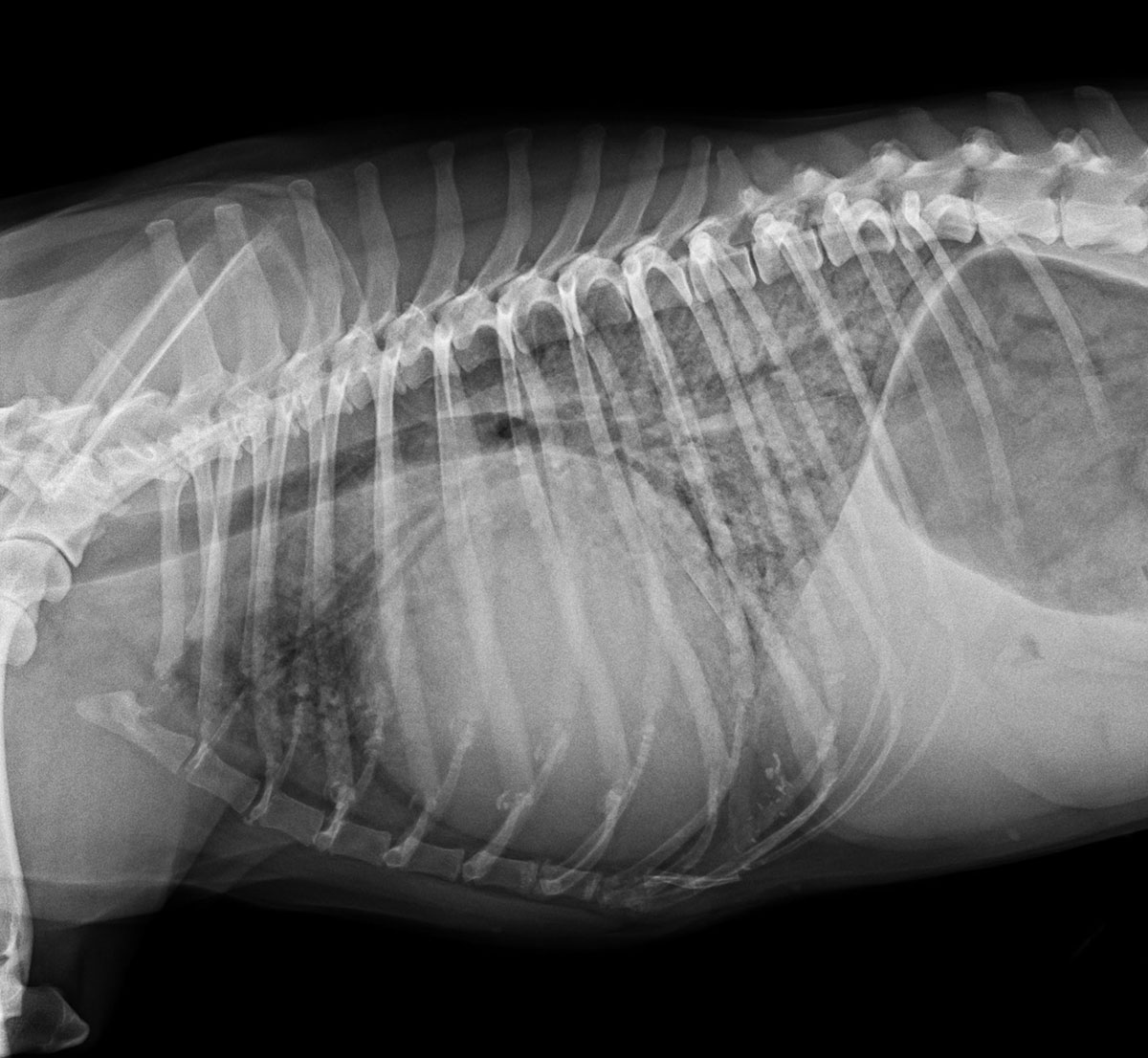 Pathologies respiratoires